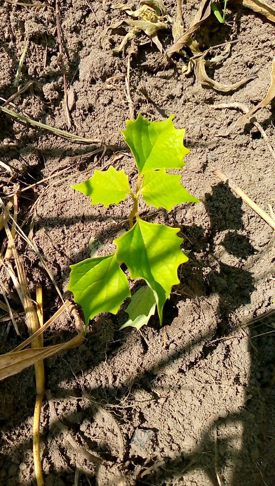 tree