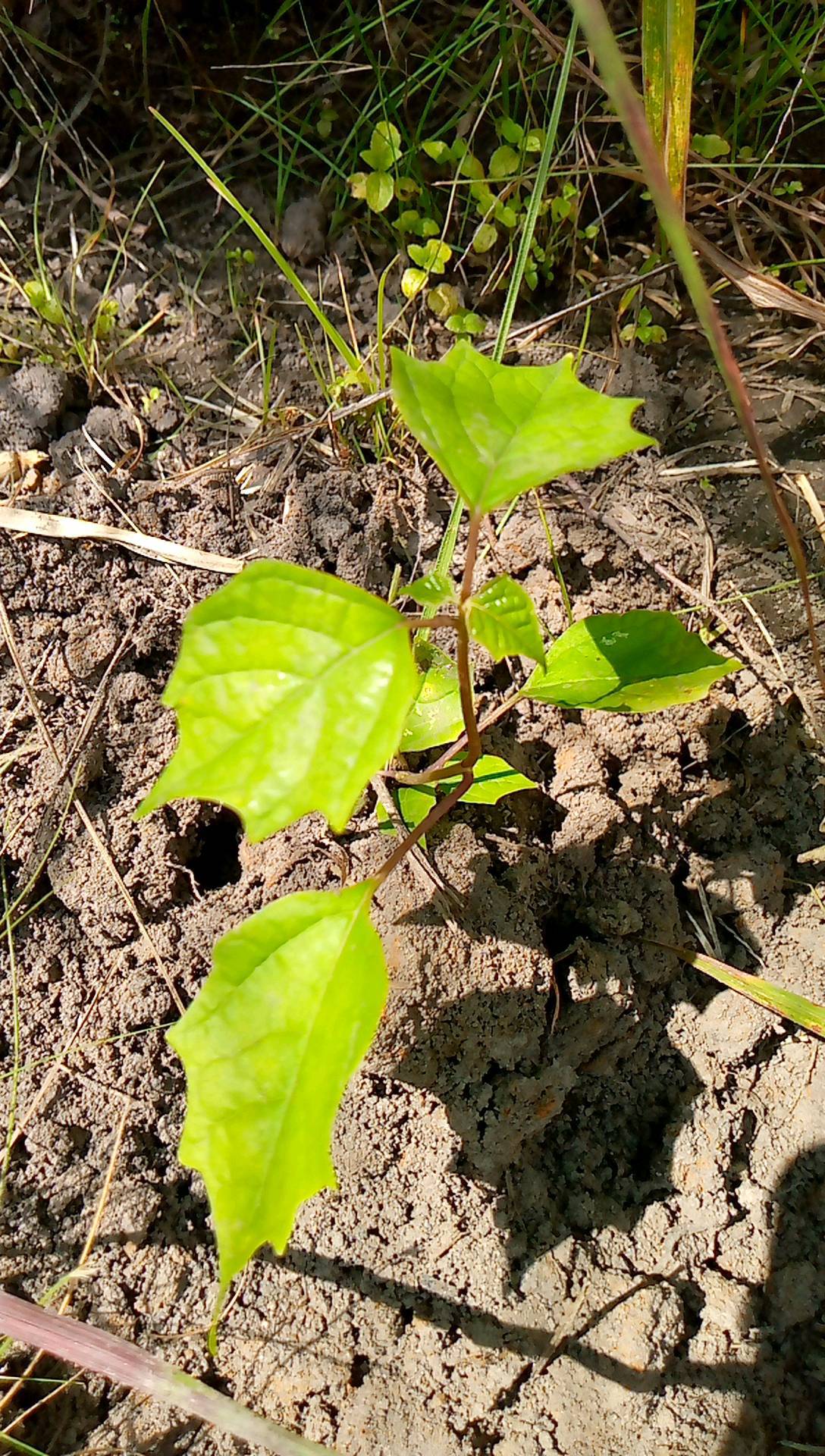 tree