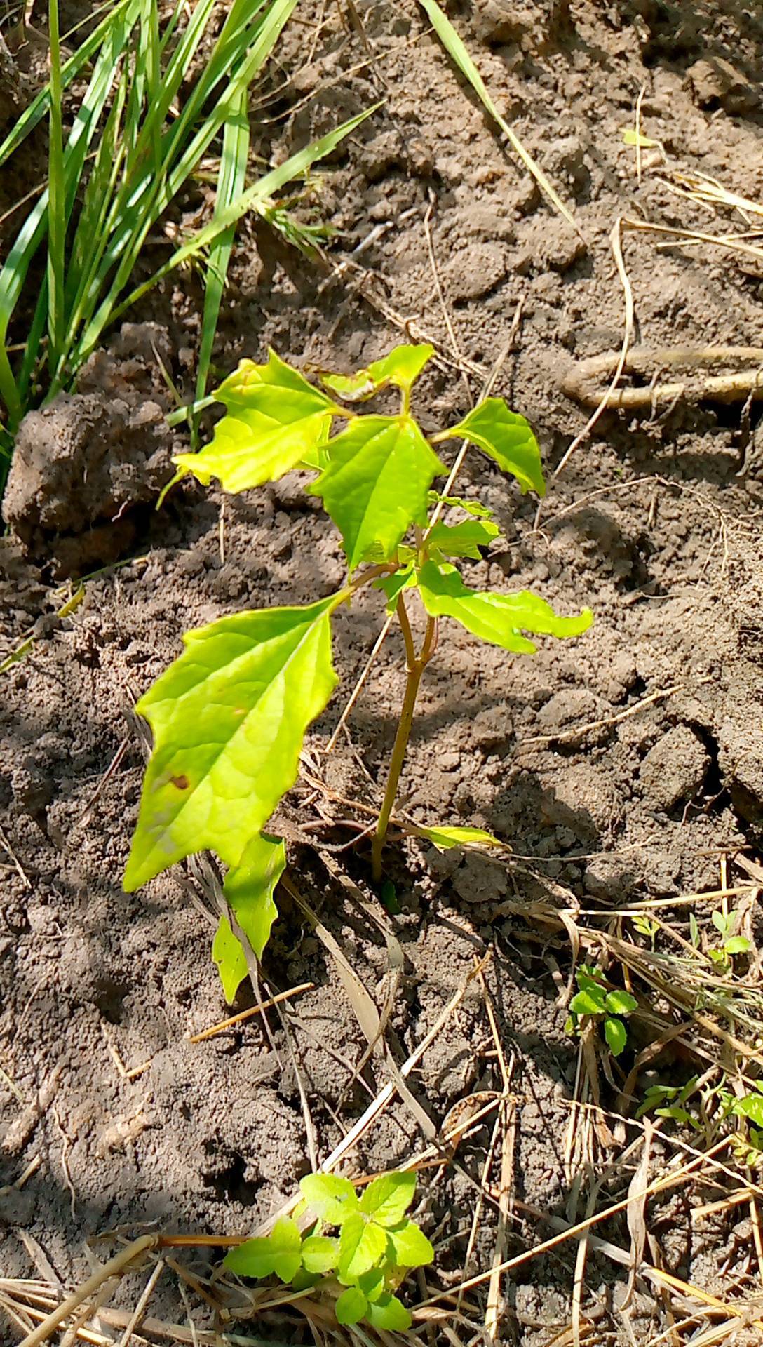 tree