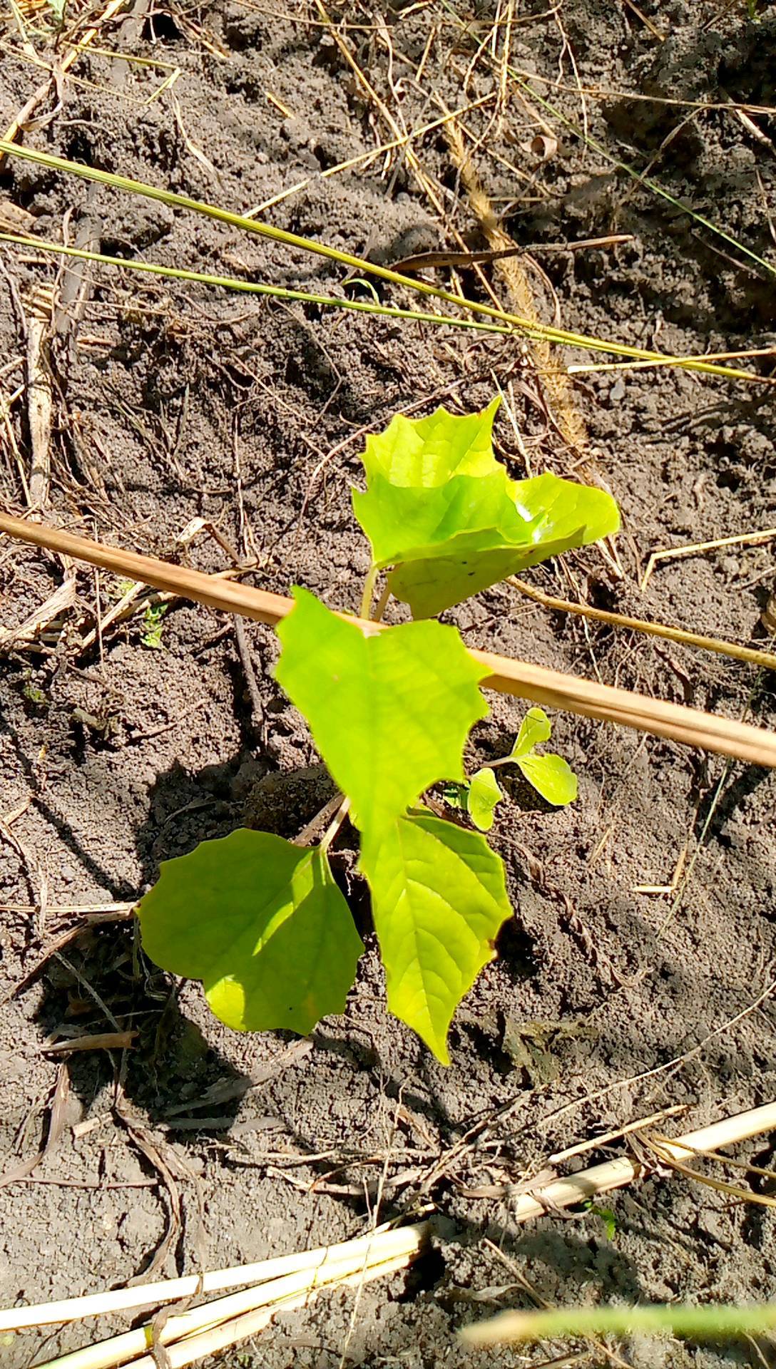 tree