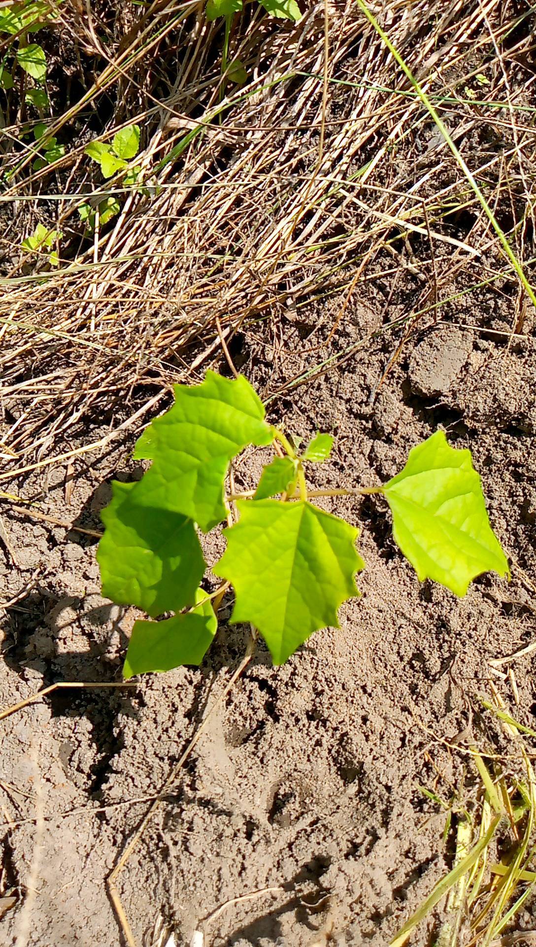 tree