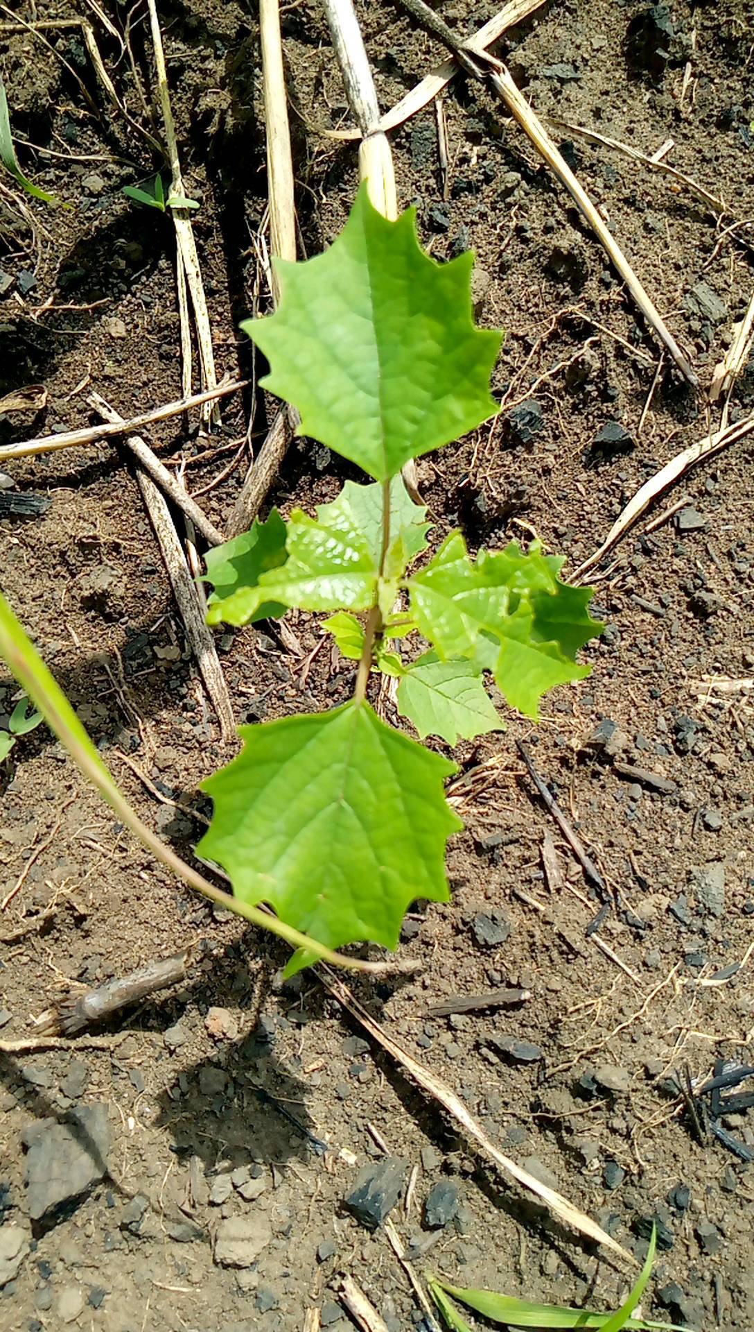 tree