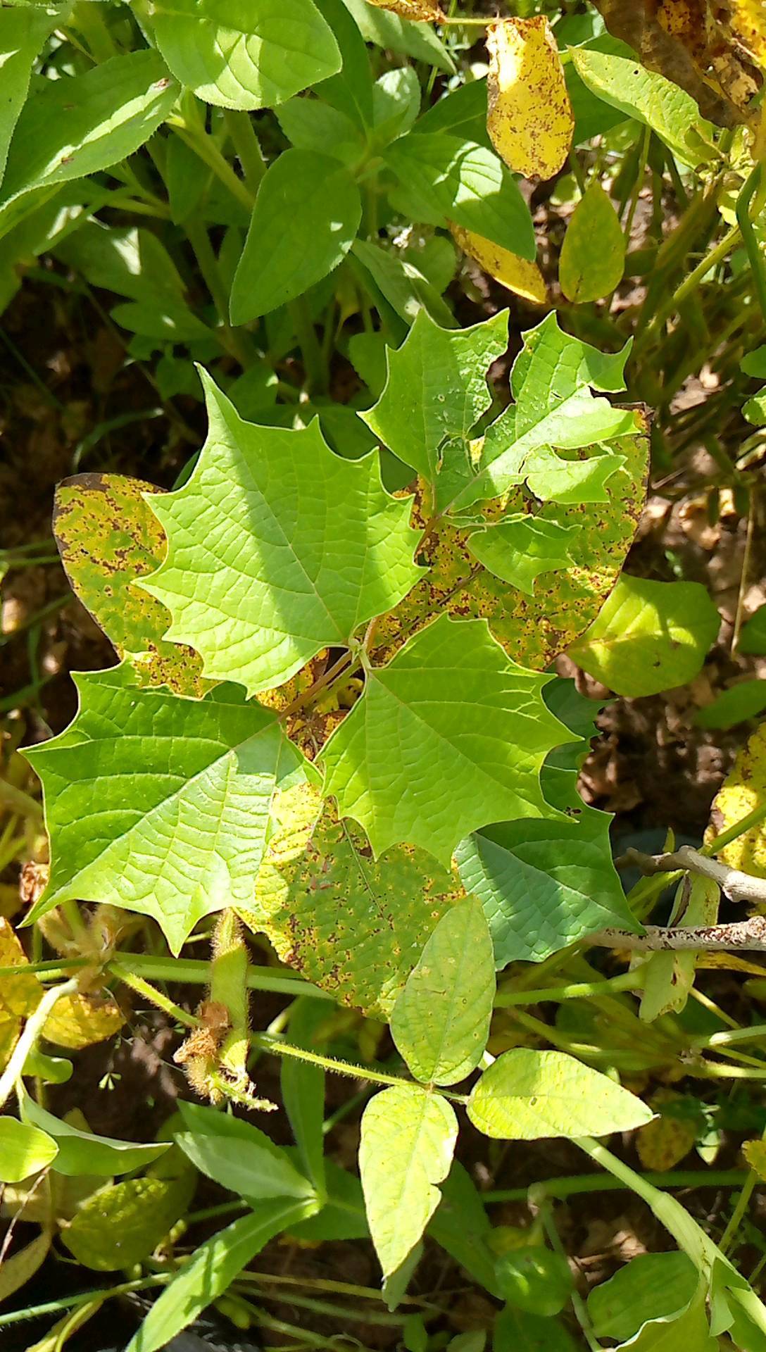 tree