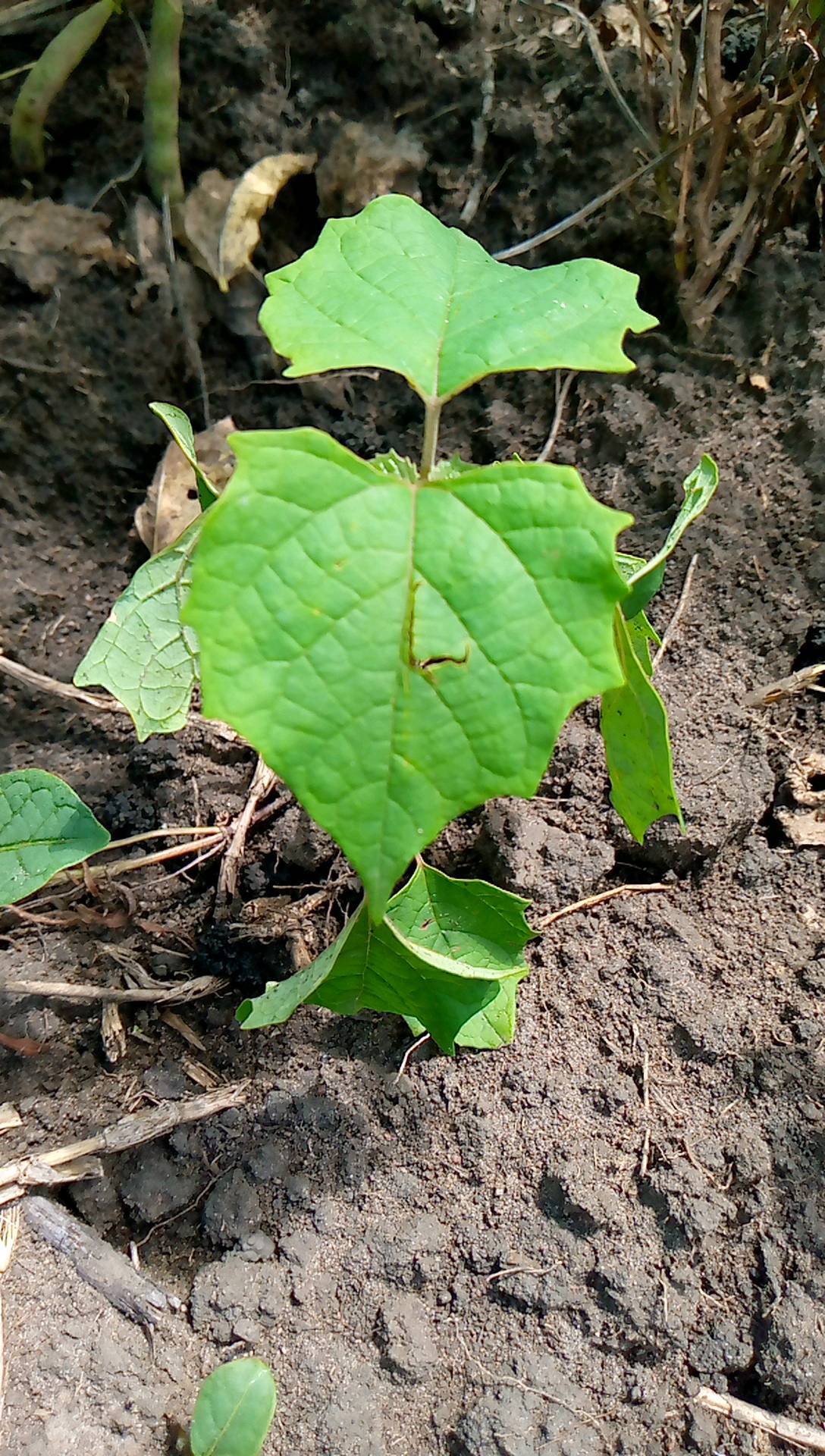 tree