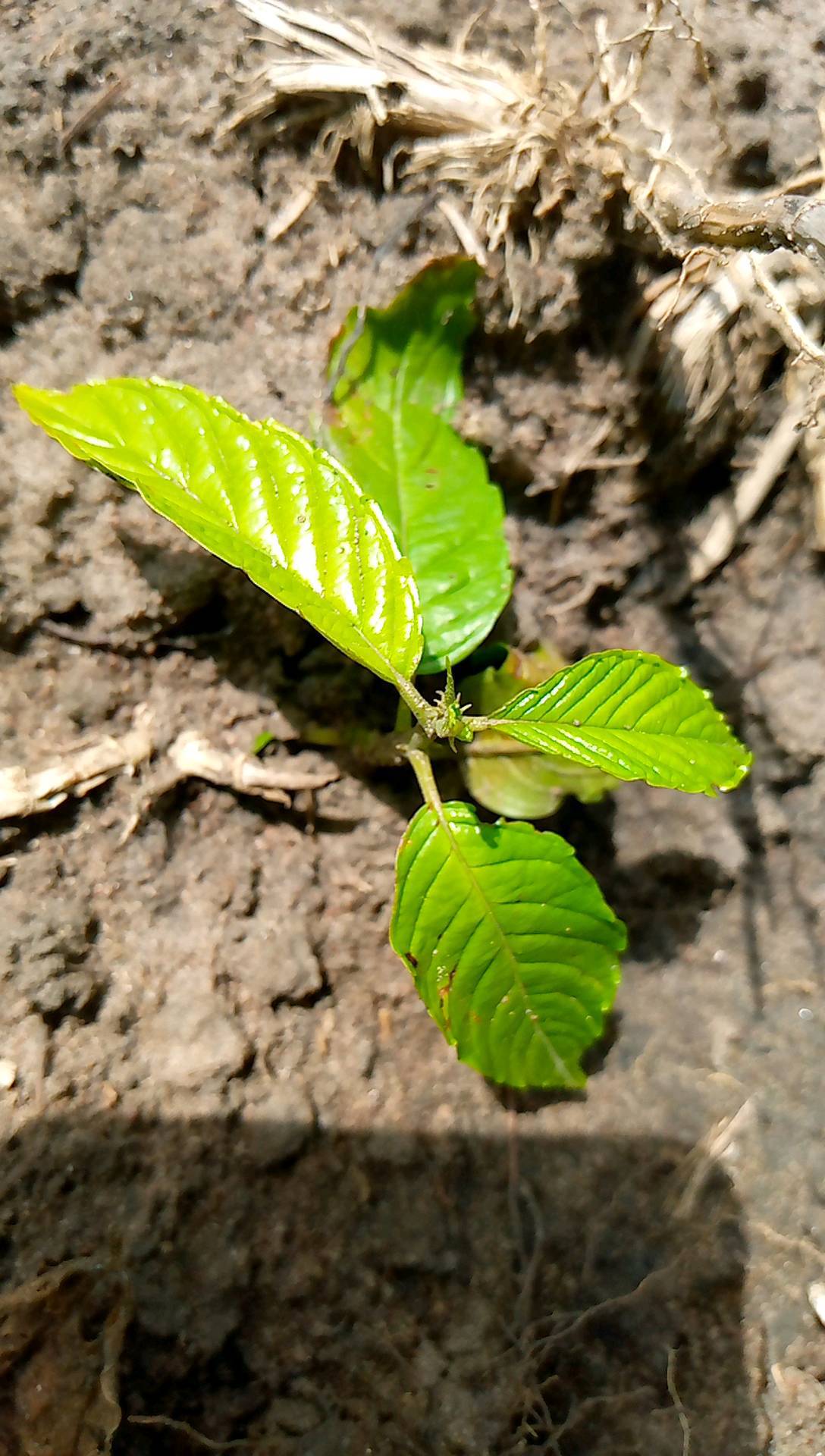 tree