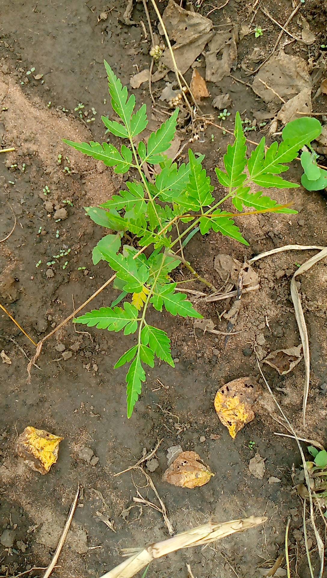 tree