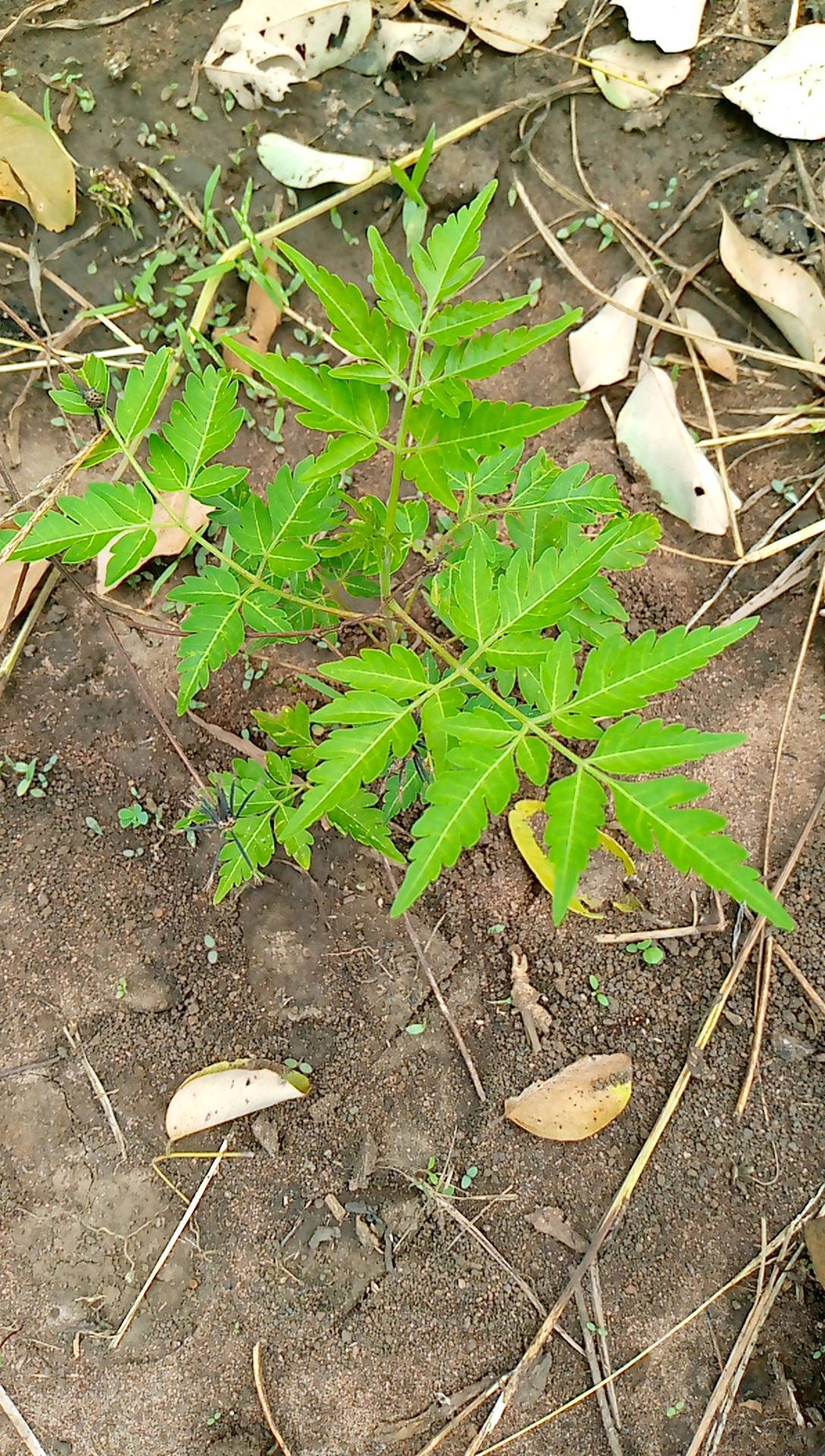 tree
