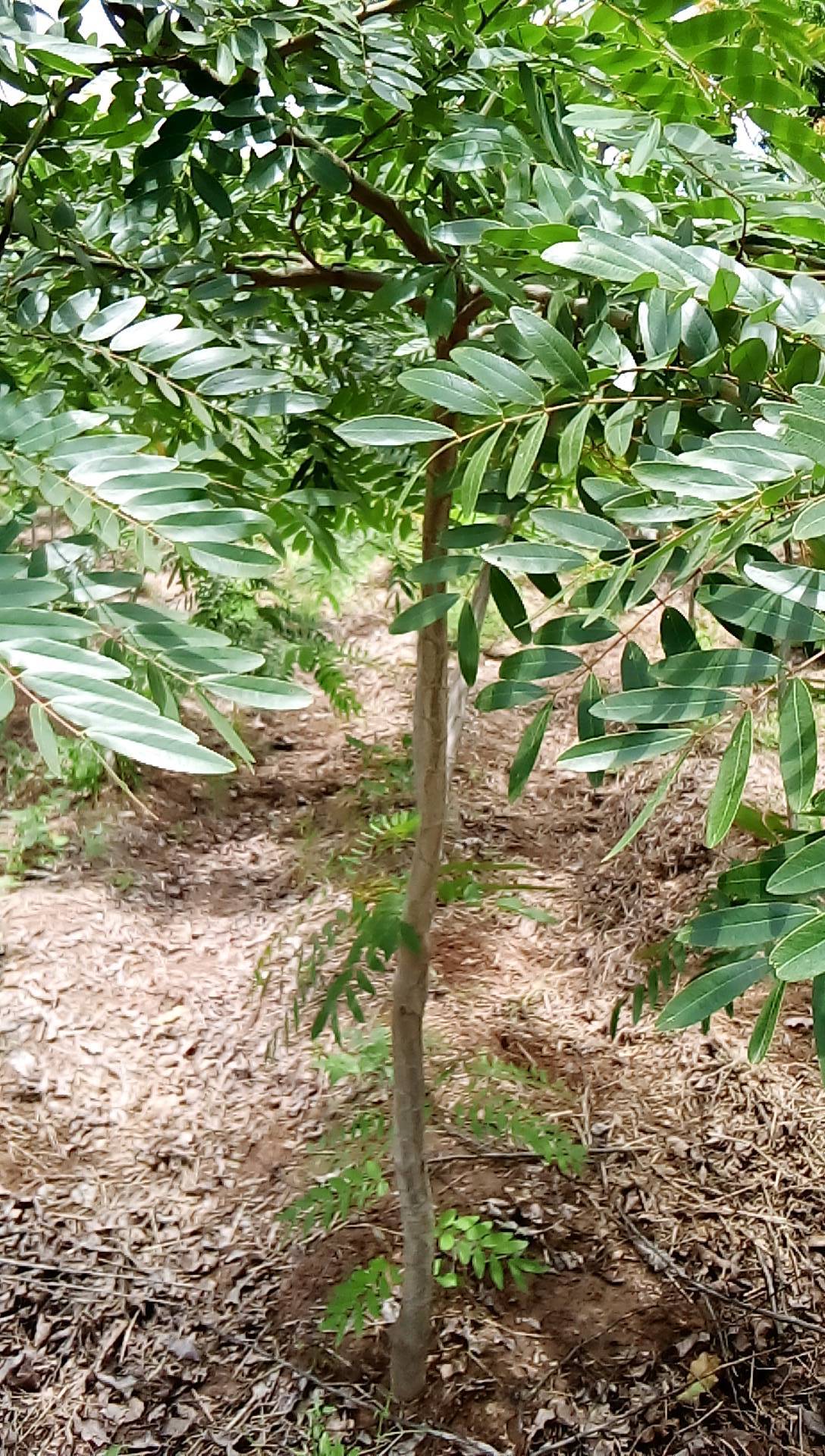 tree