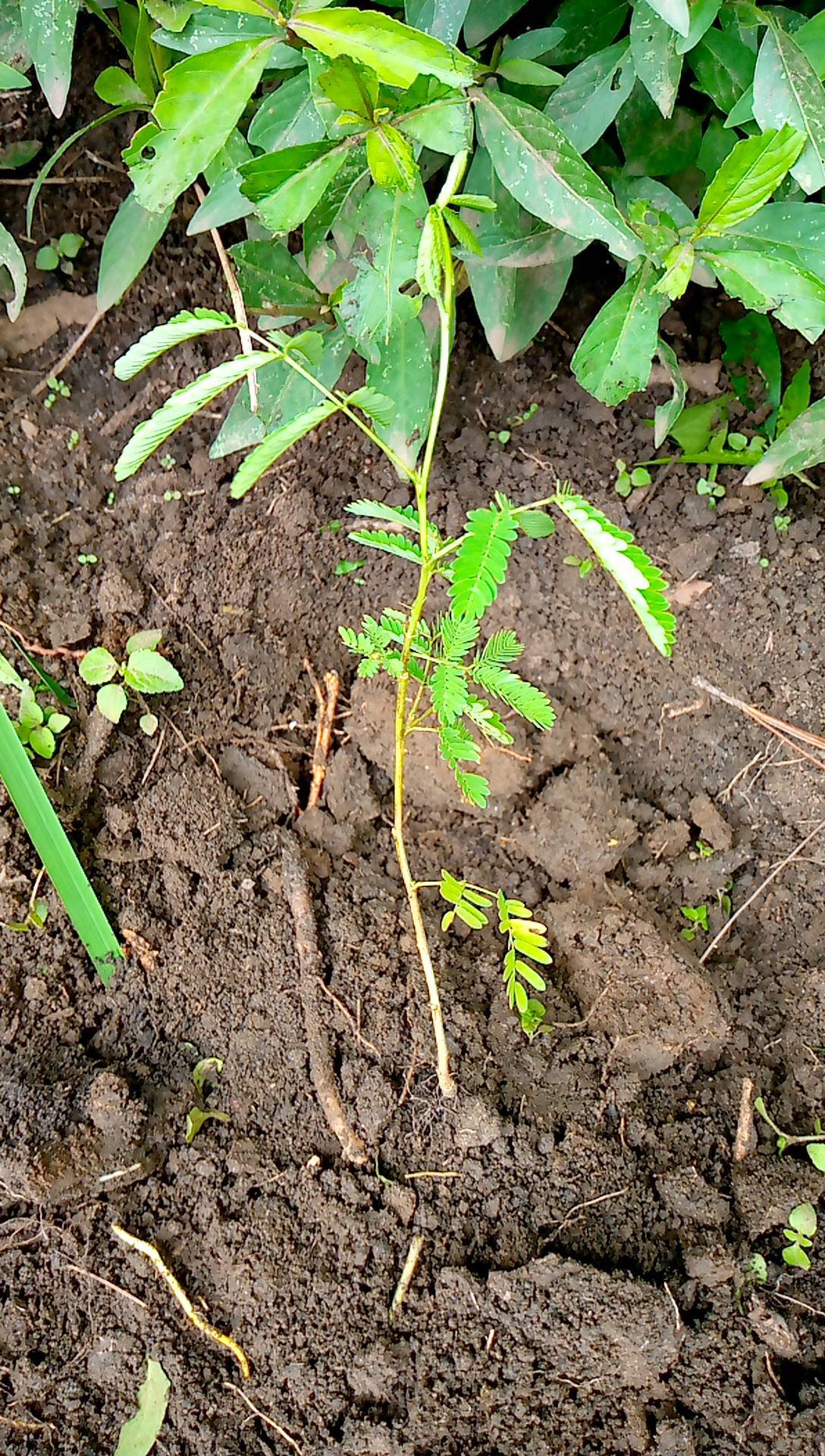 tree