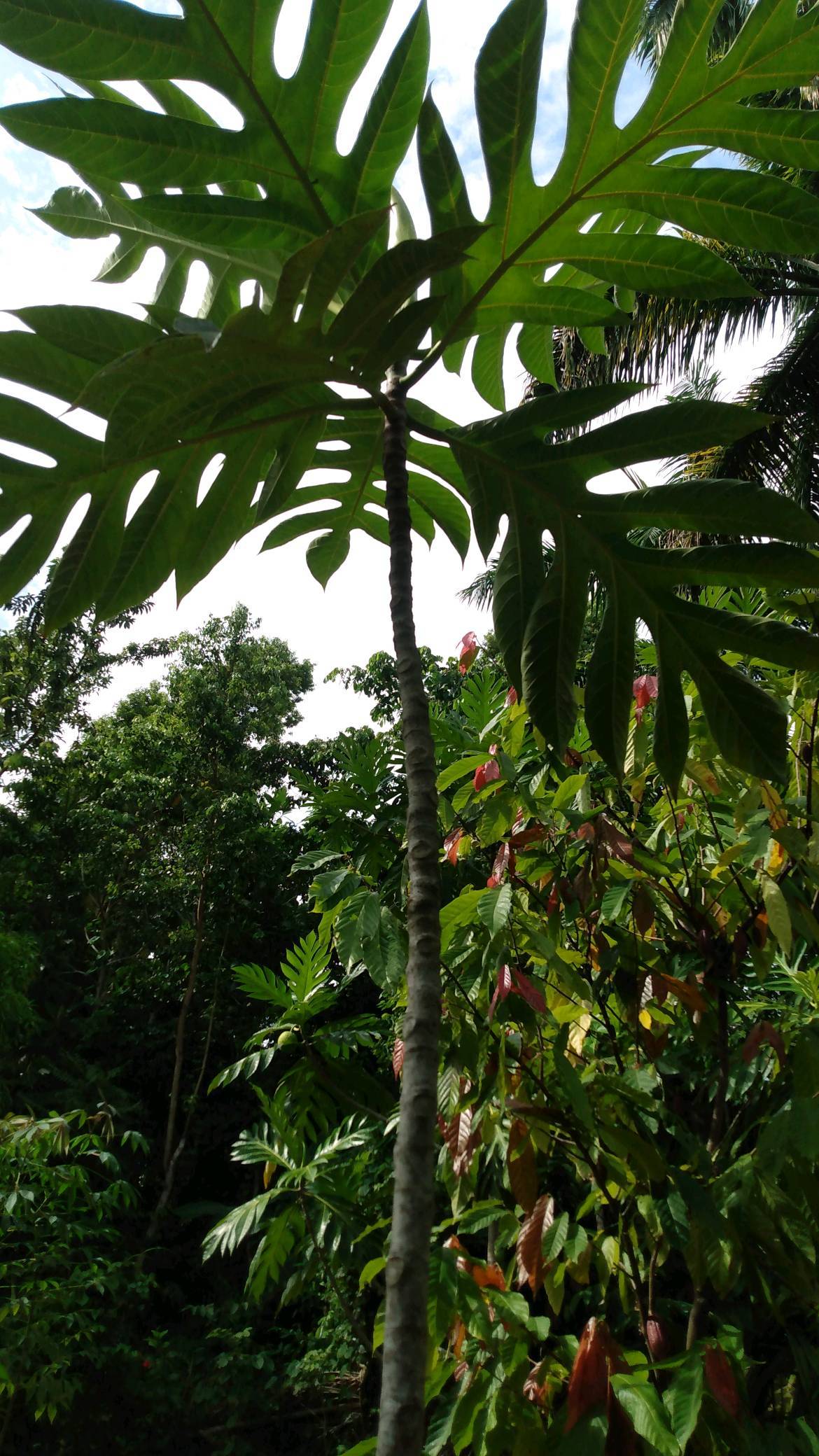 tree