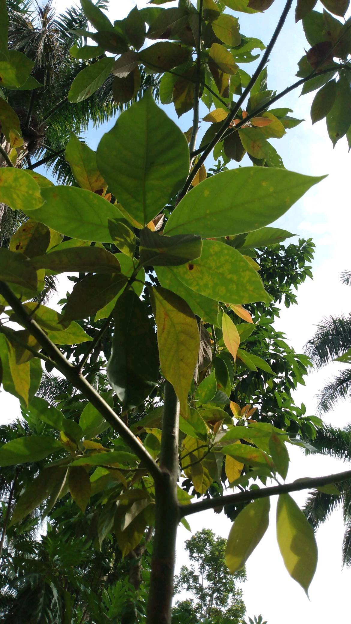 tree
