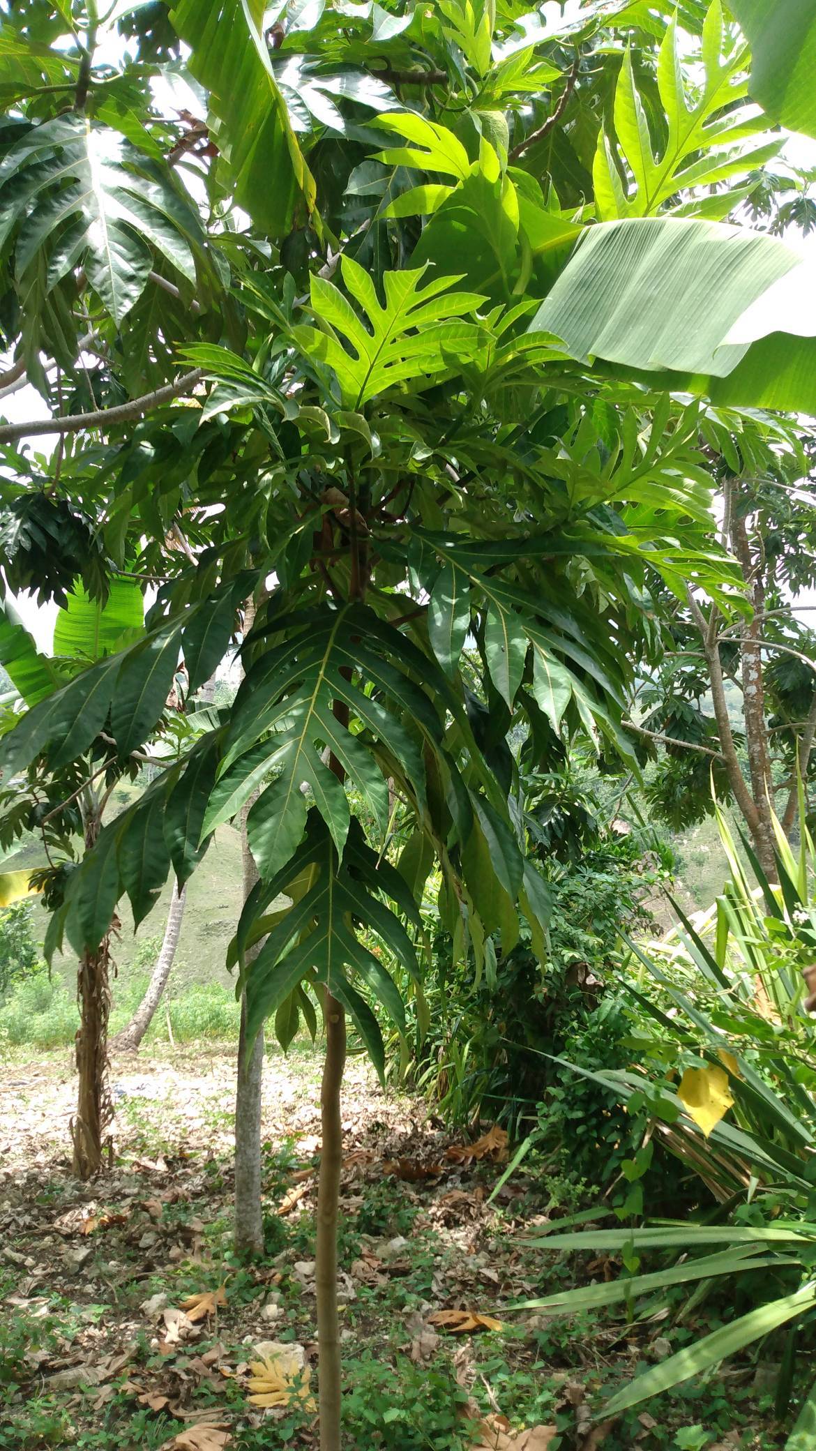 tree