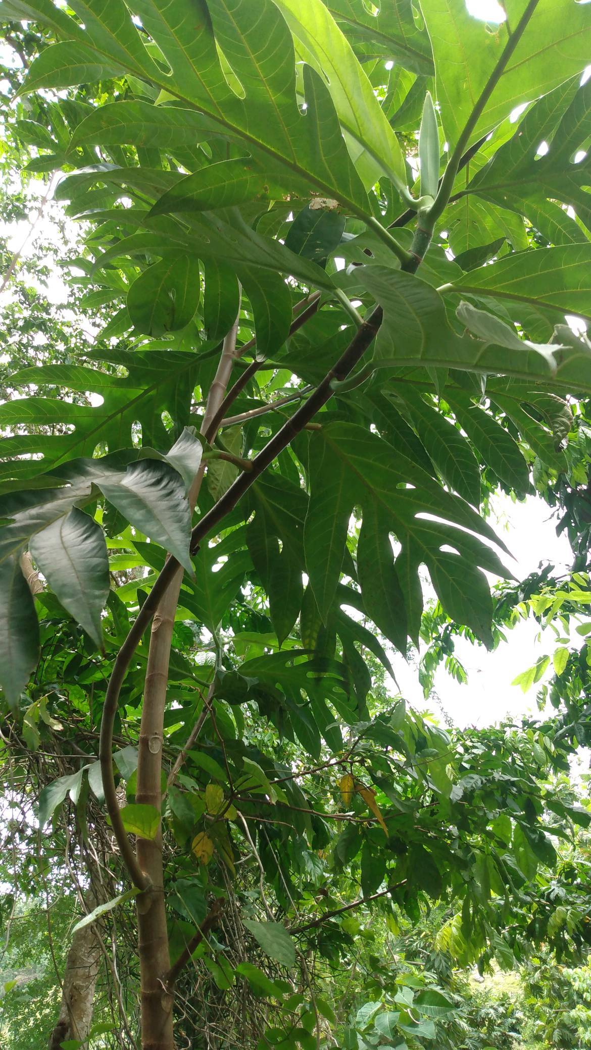 tree