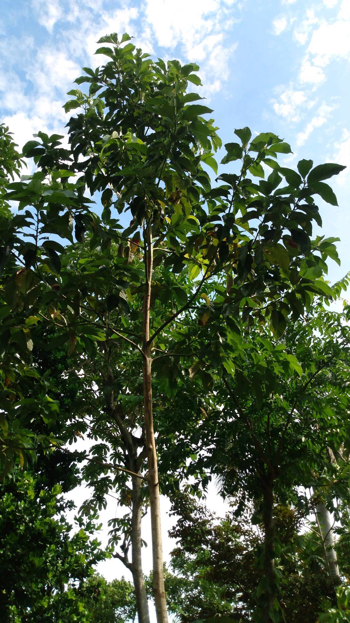 tree
