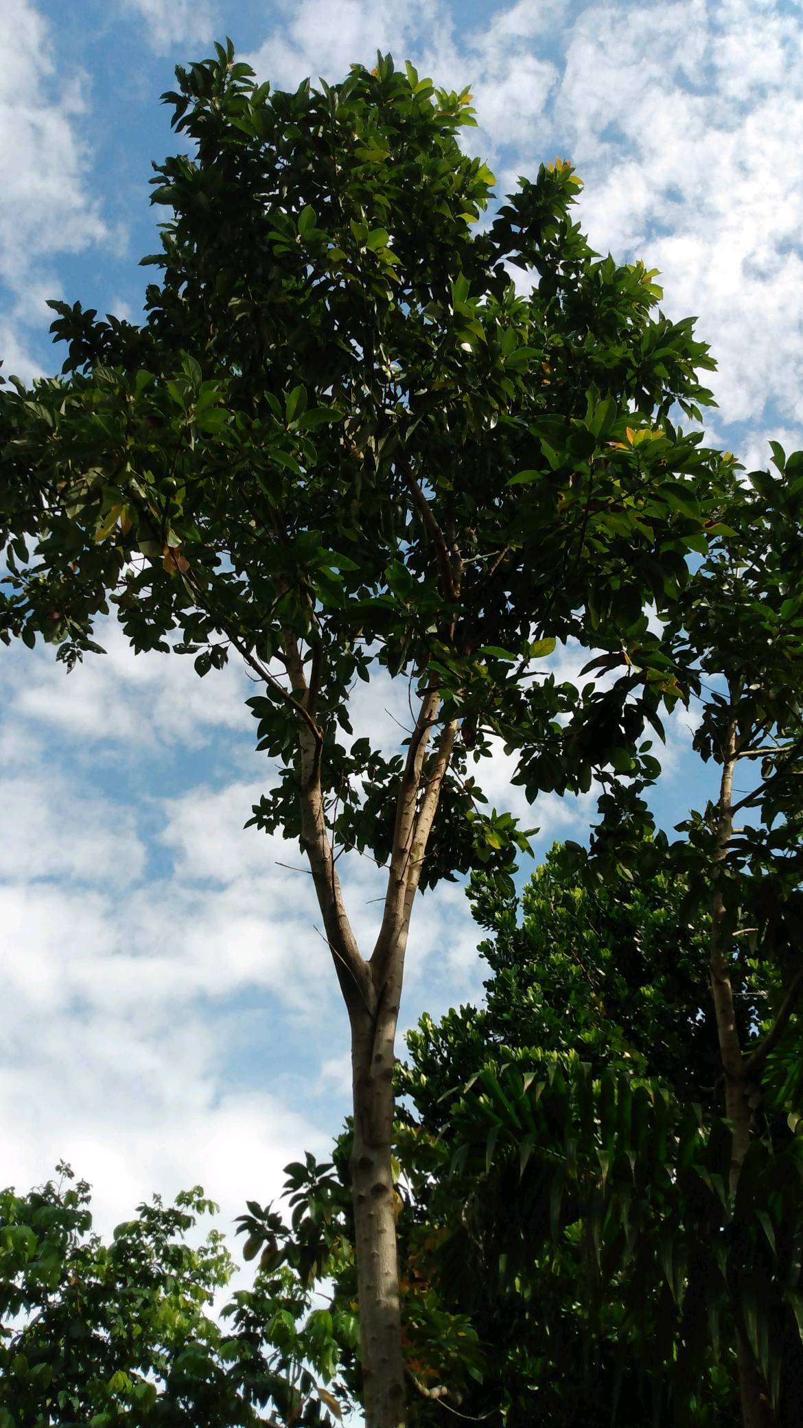 tree
