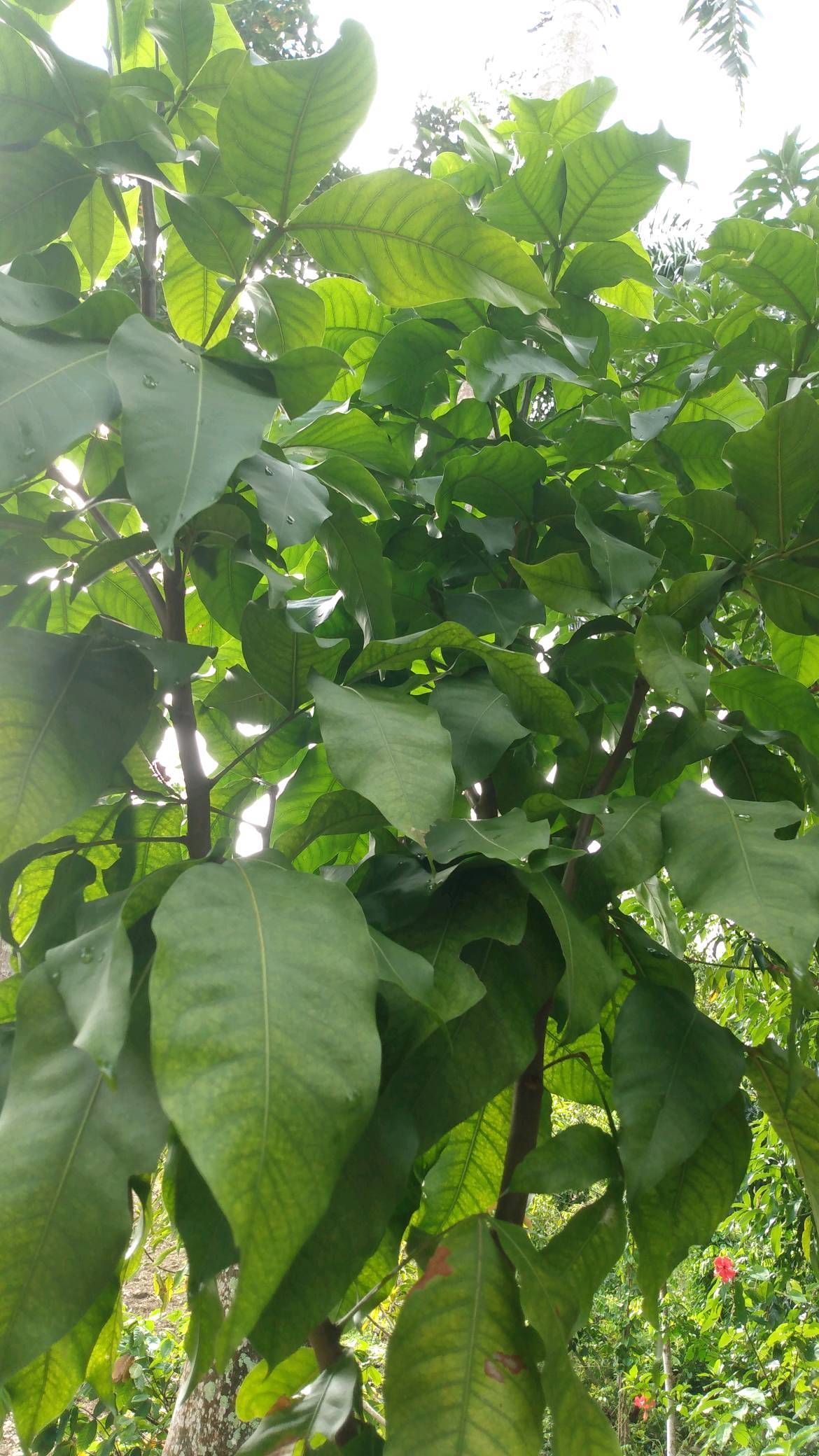tree