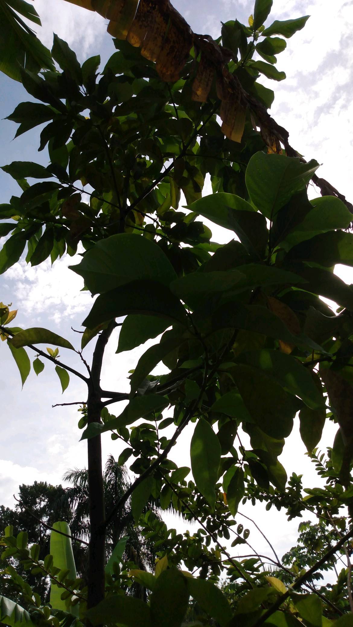 tree