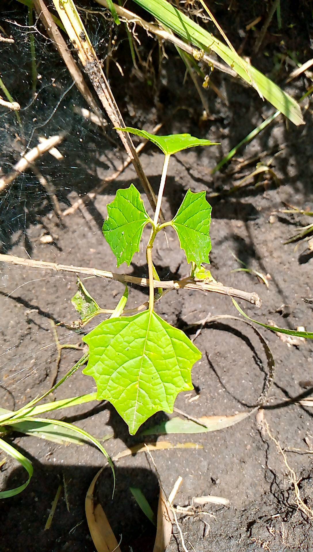 tree