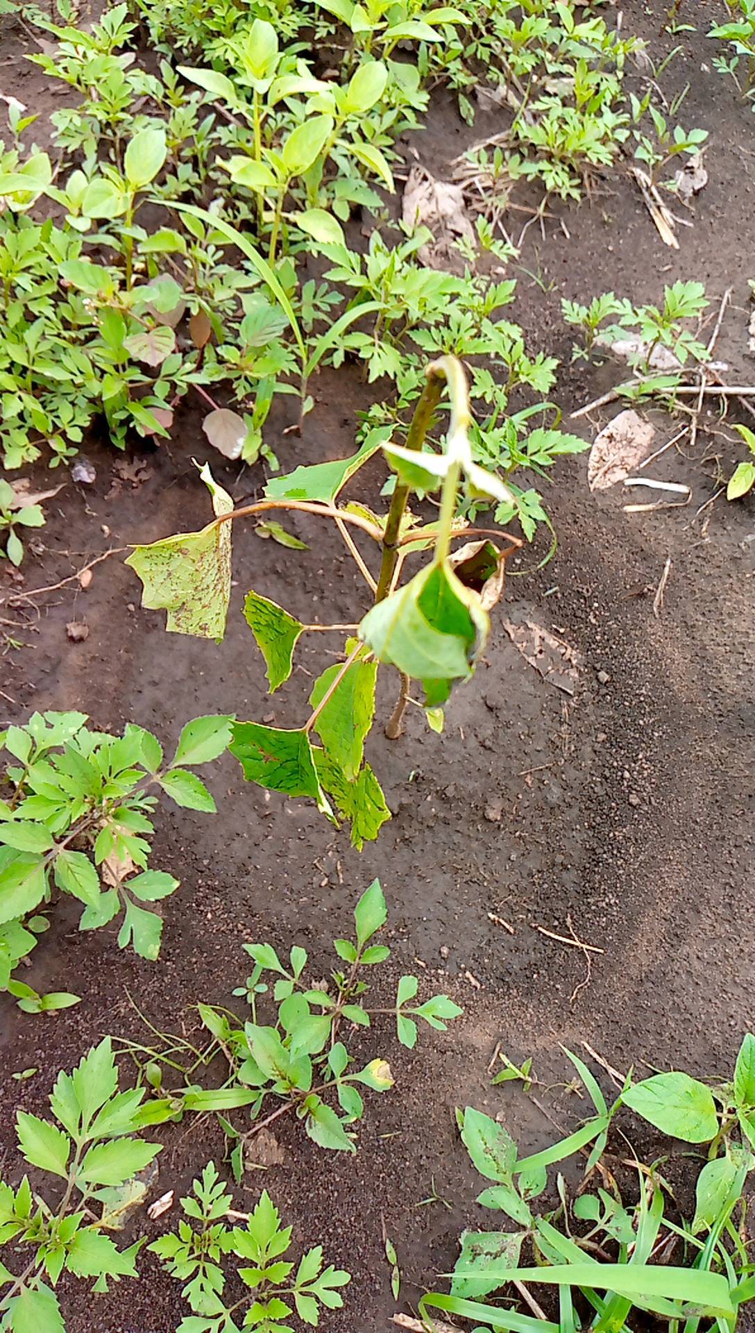 tree