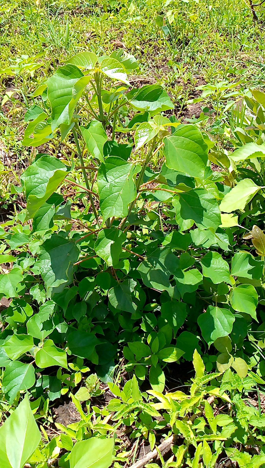 tree