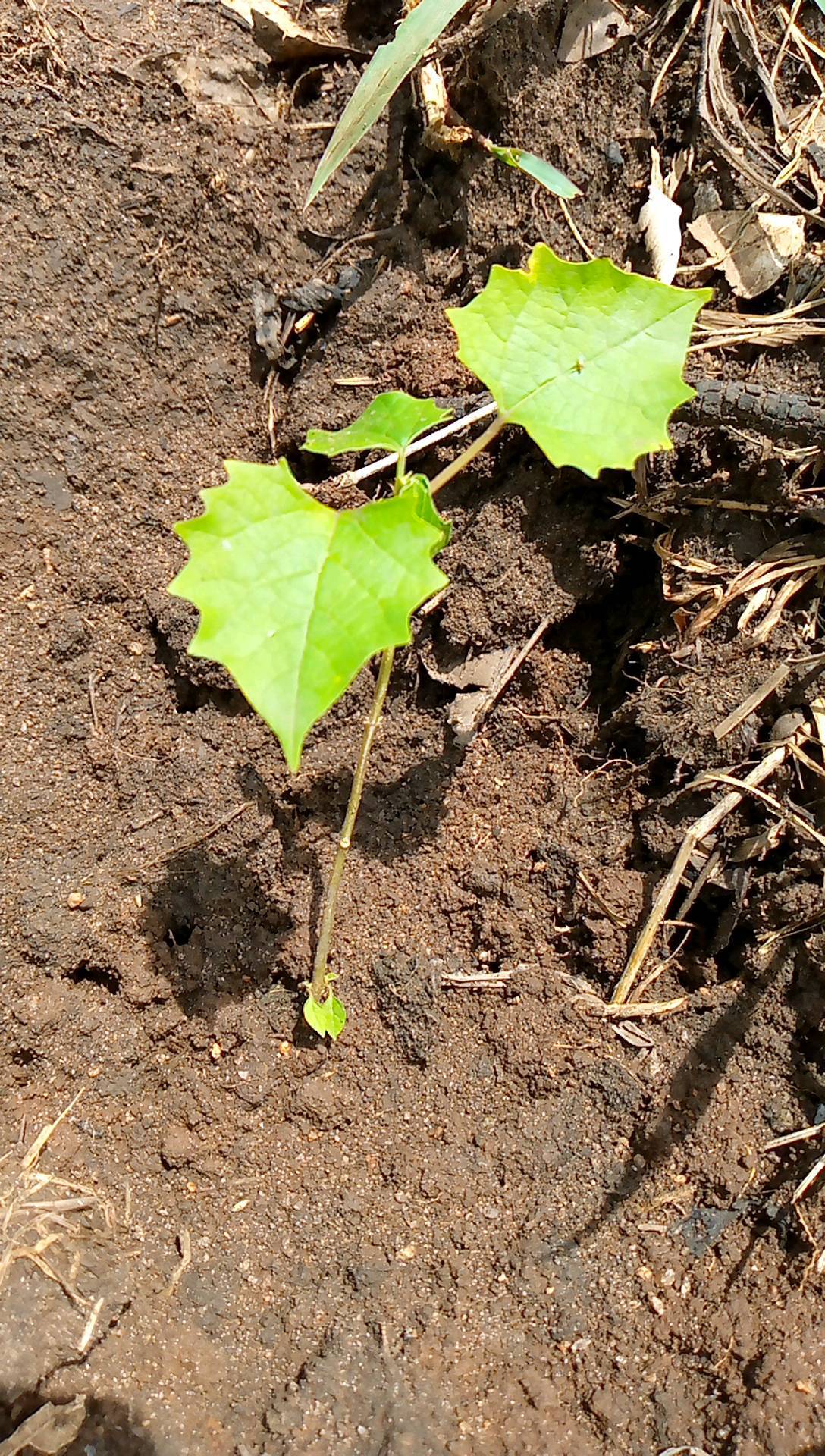 tree