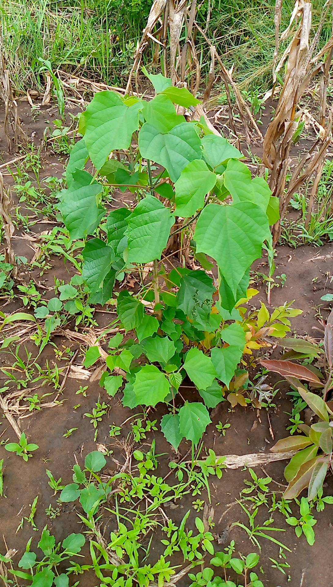 tree
