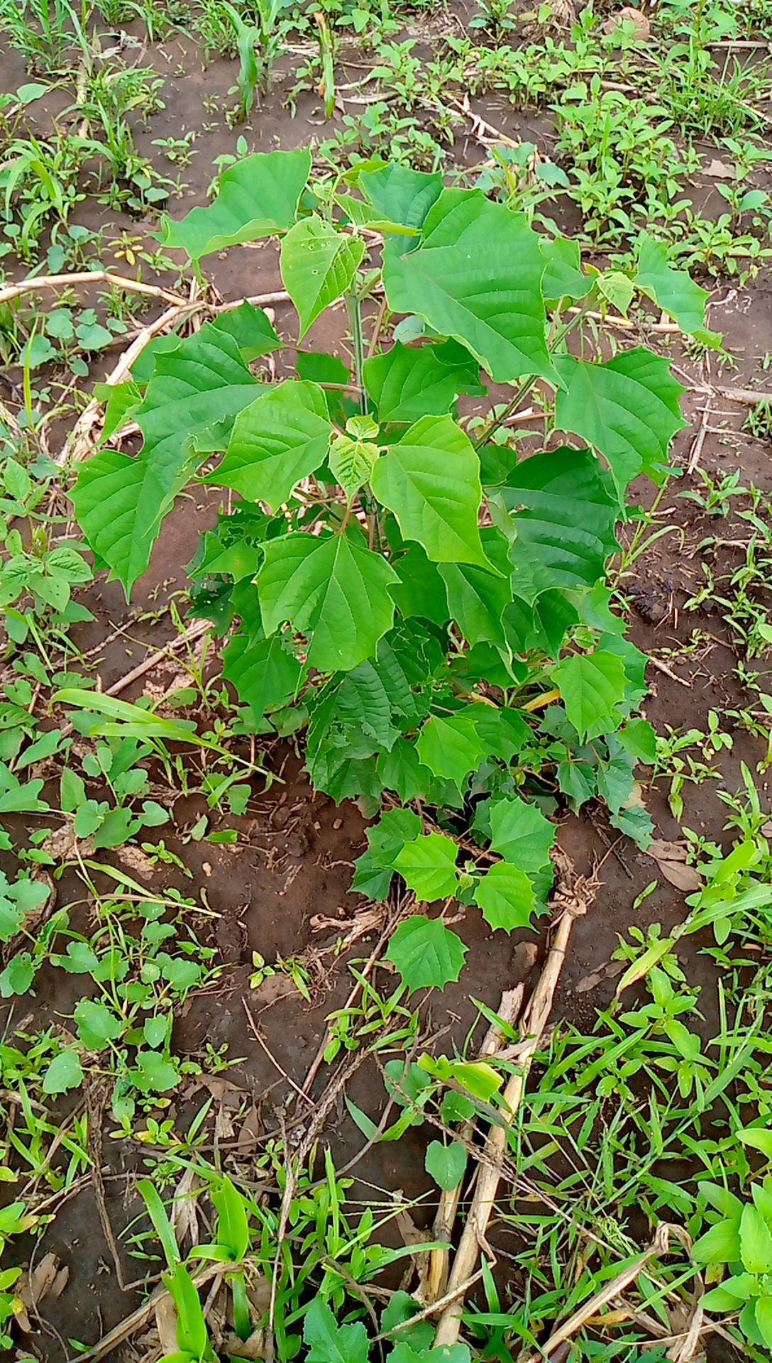 tree