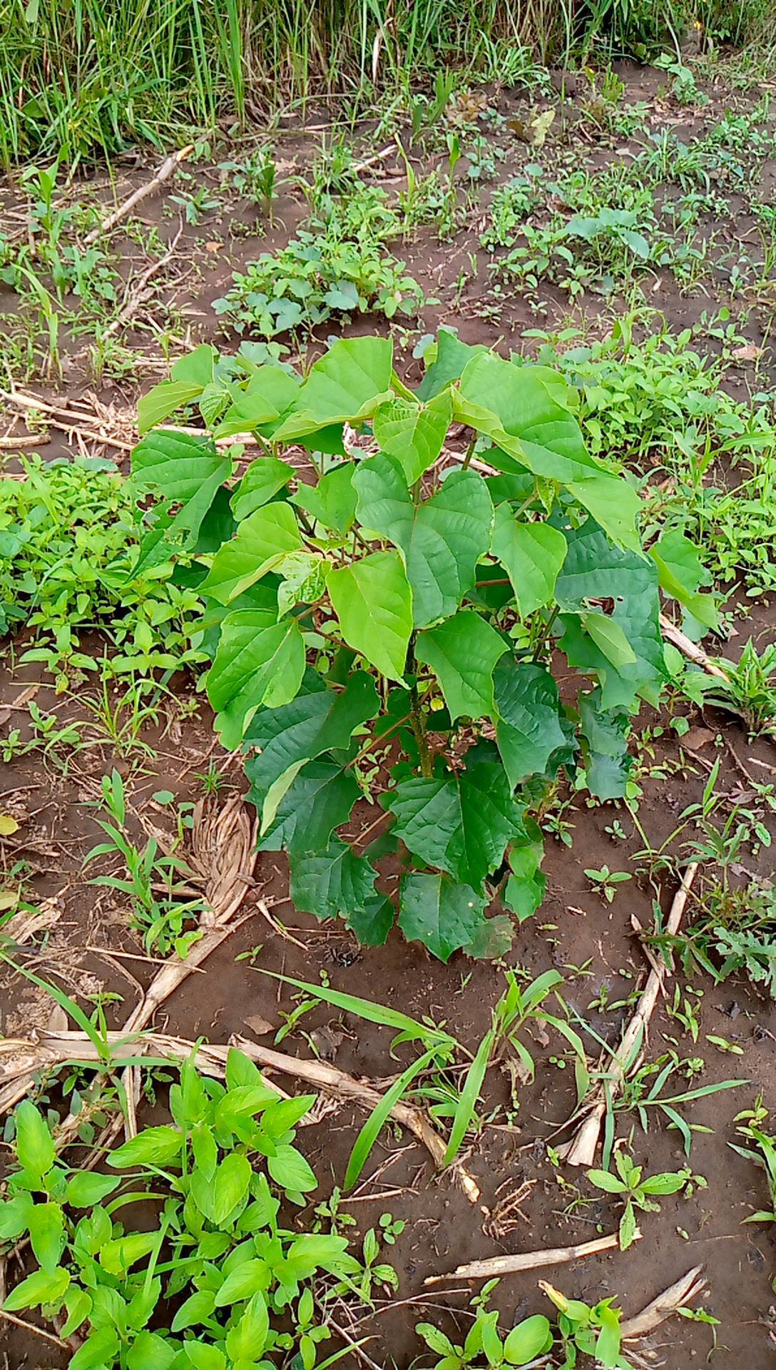 tree