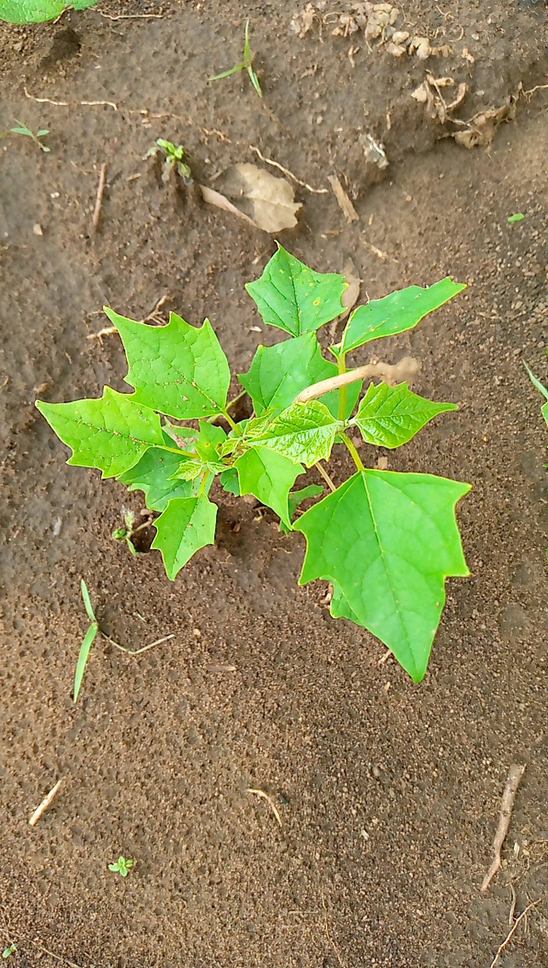 tree