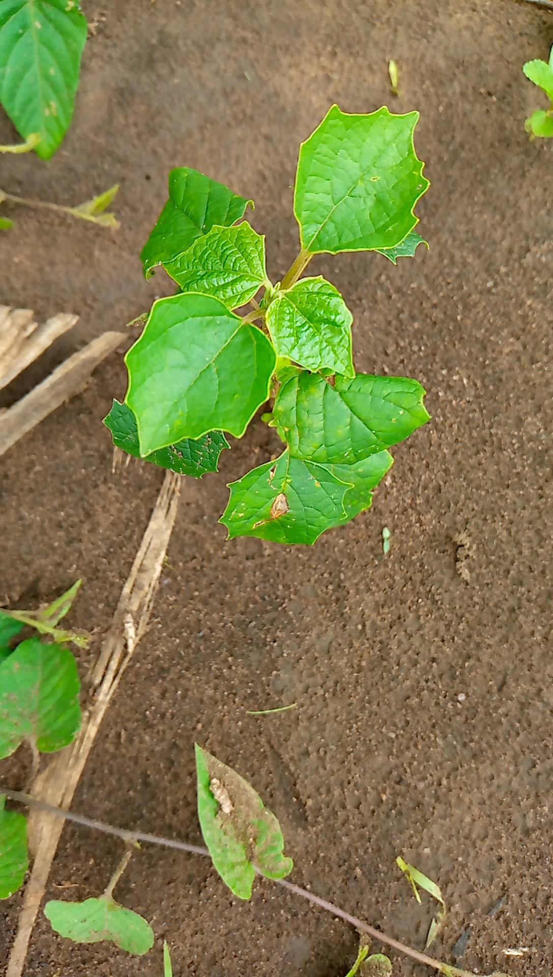 tree