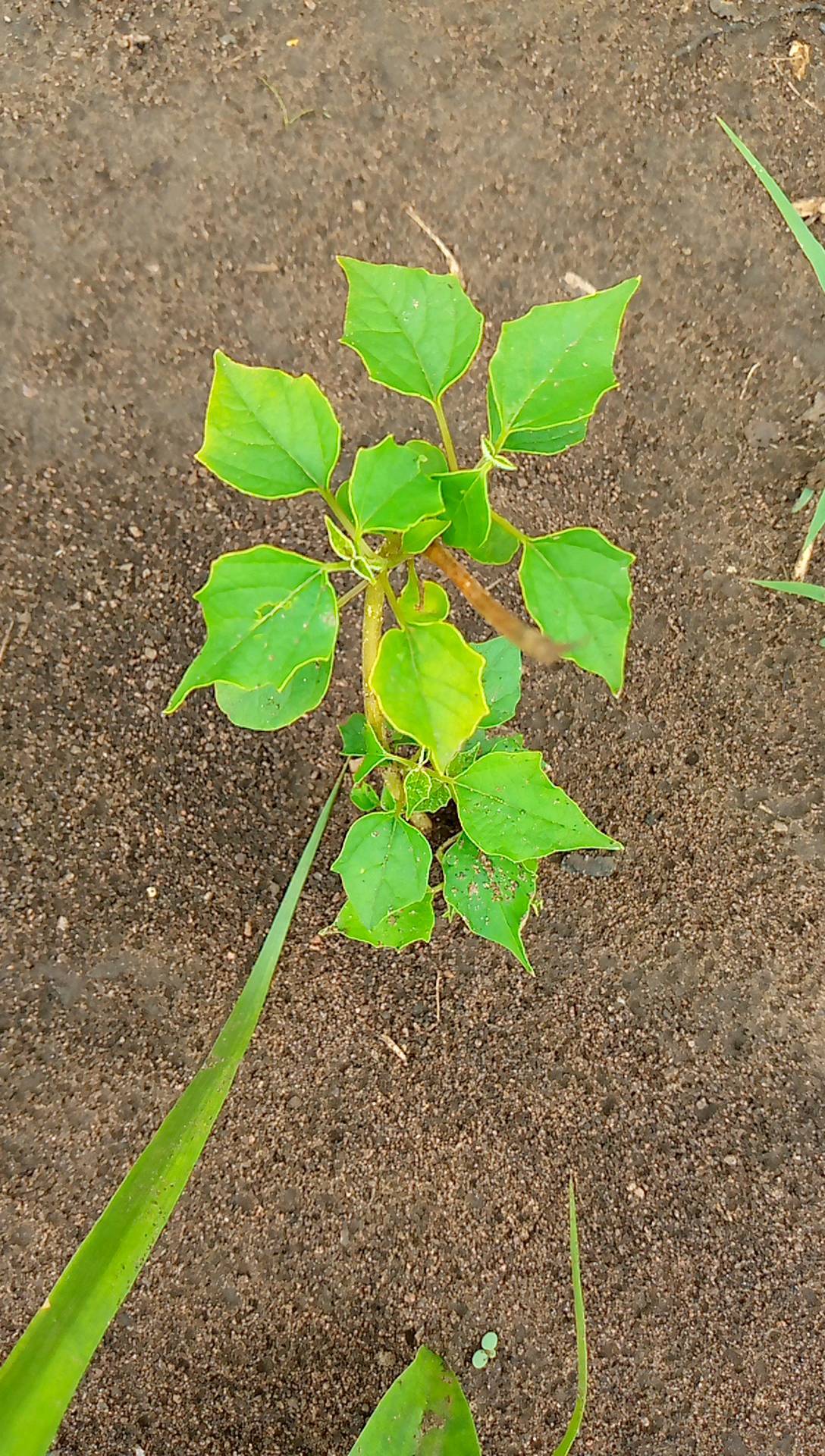 tree