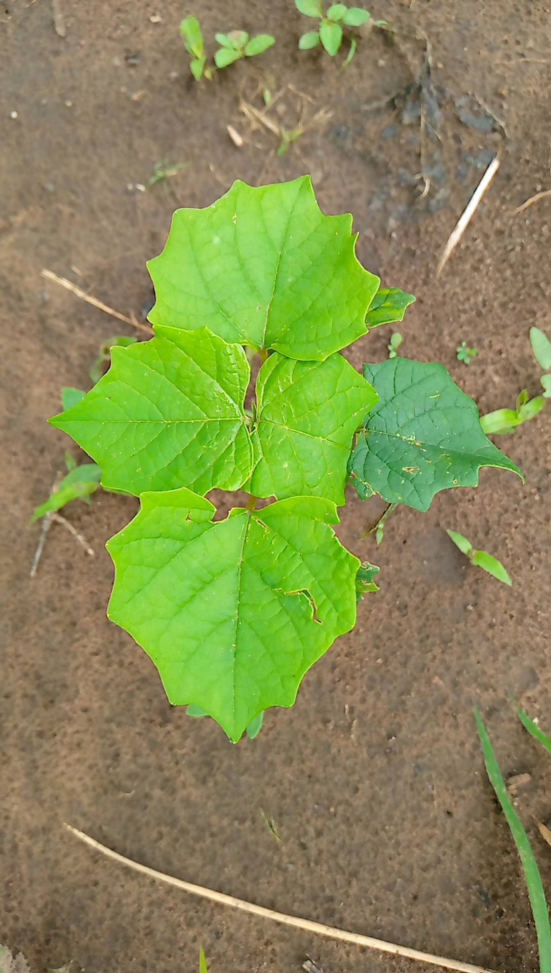tree