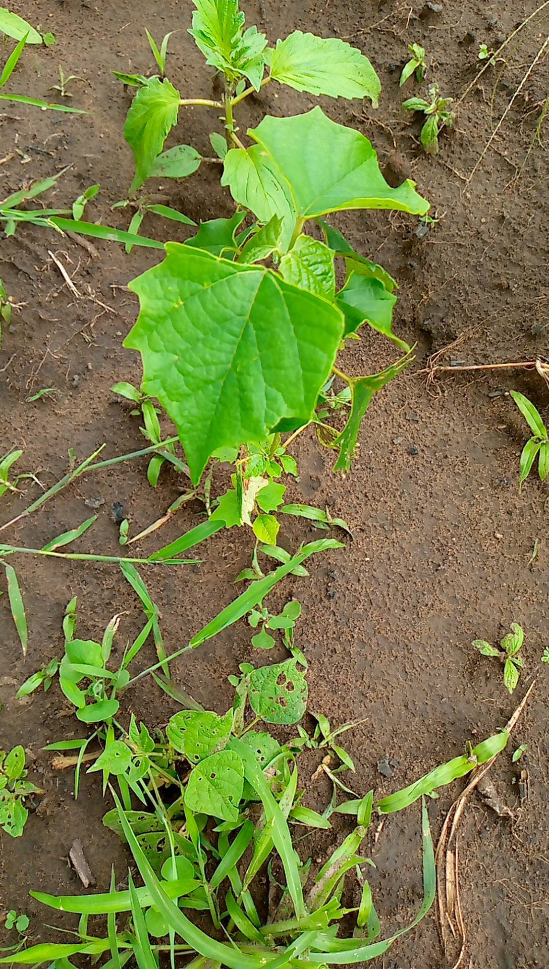 tree