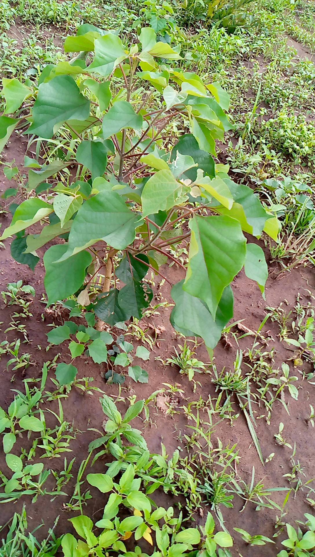 tree
