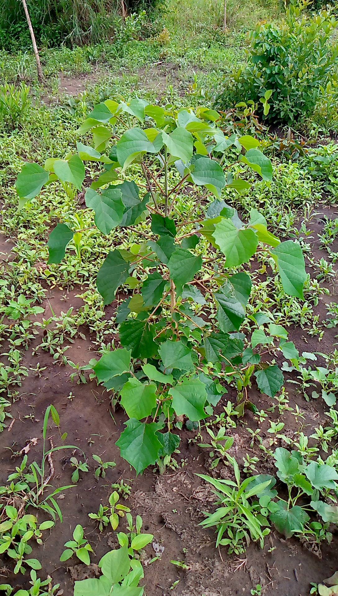 tree