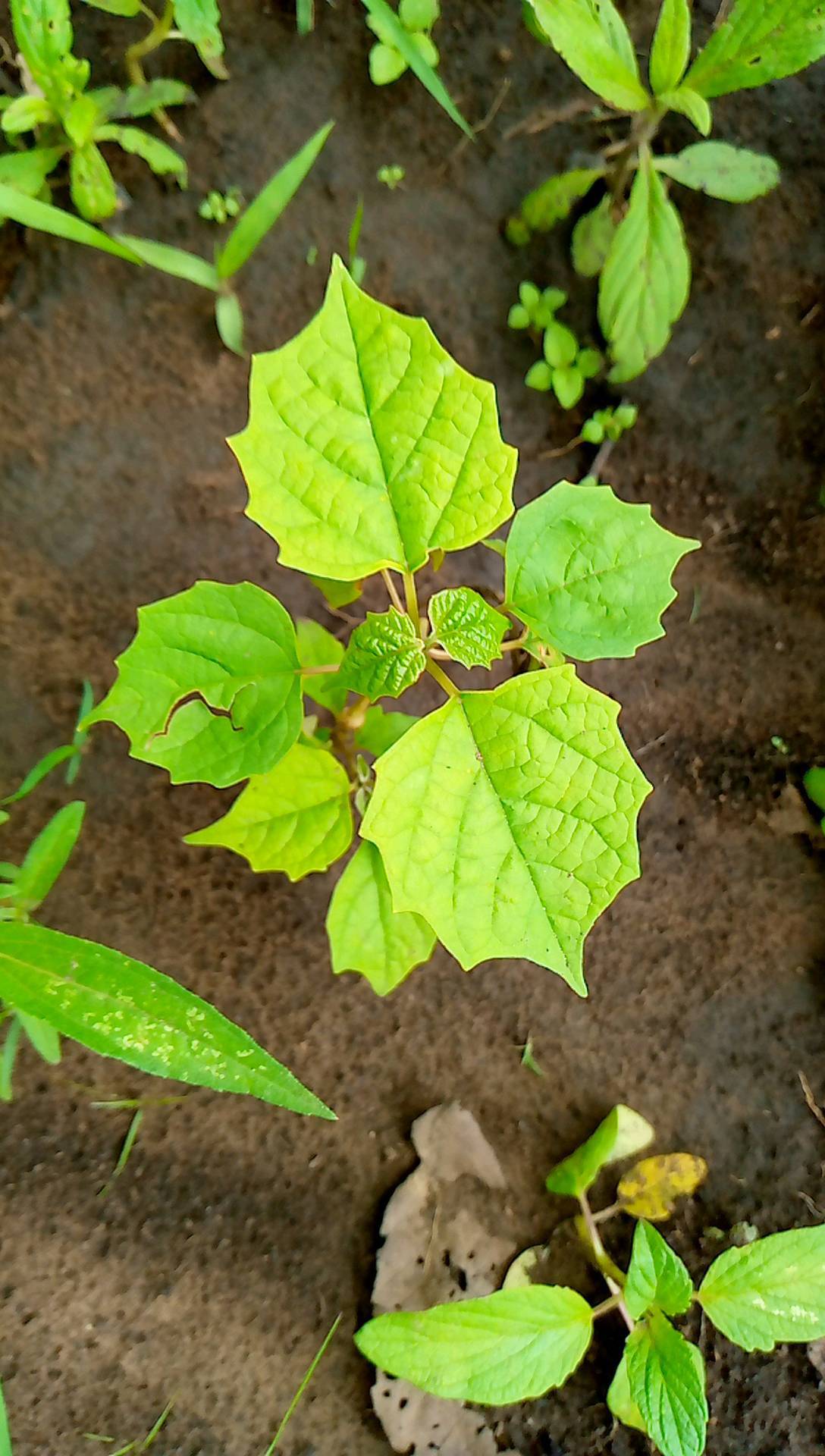 tree