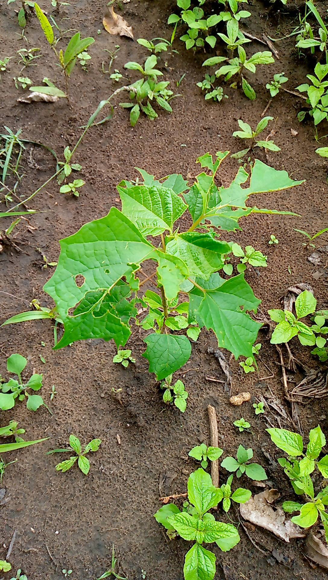 tree