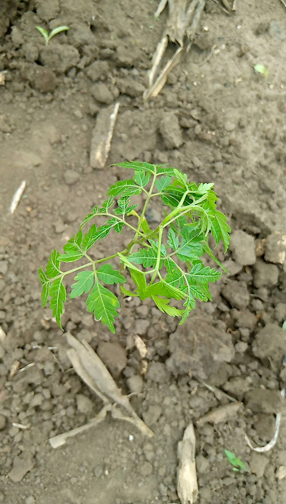 tree