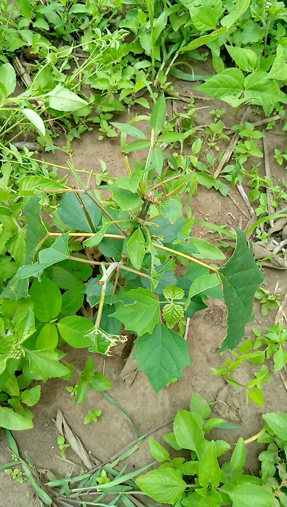 tree