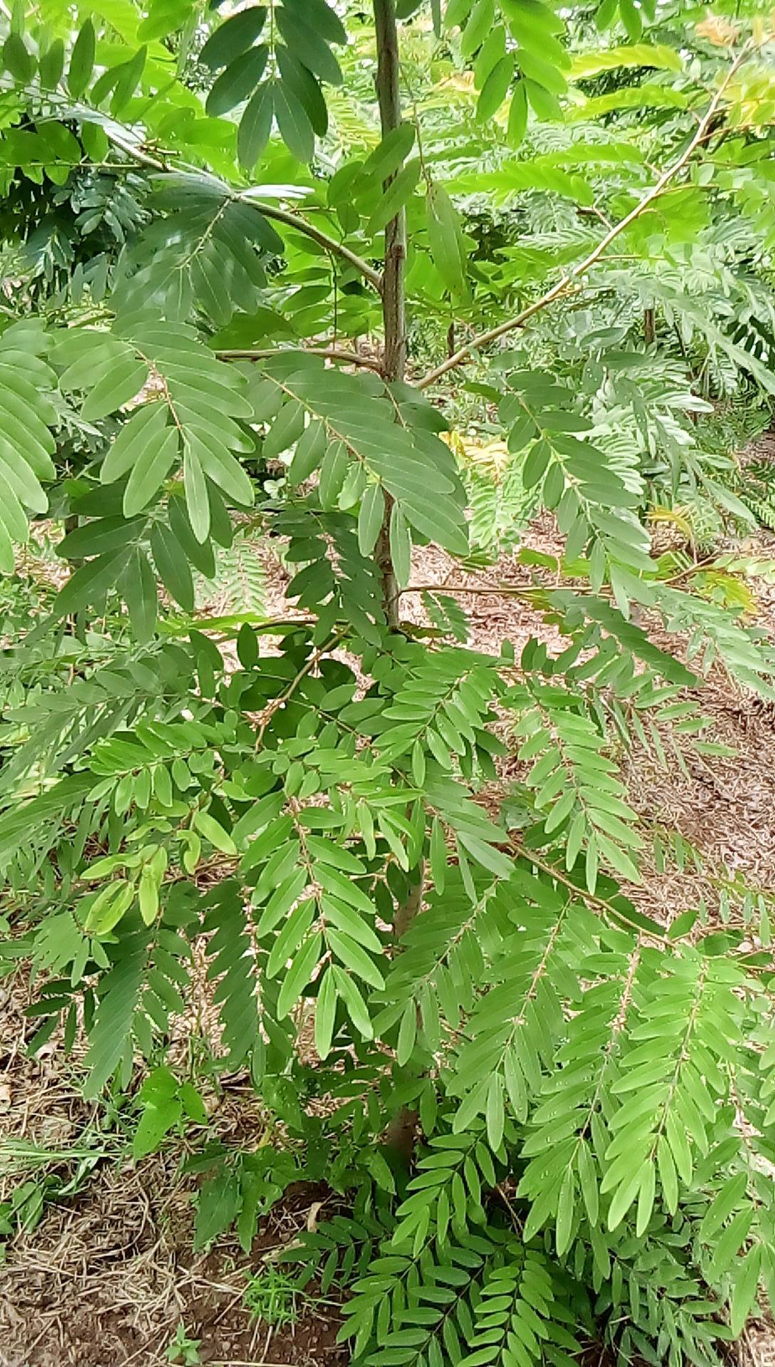 tree