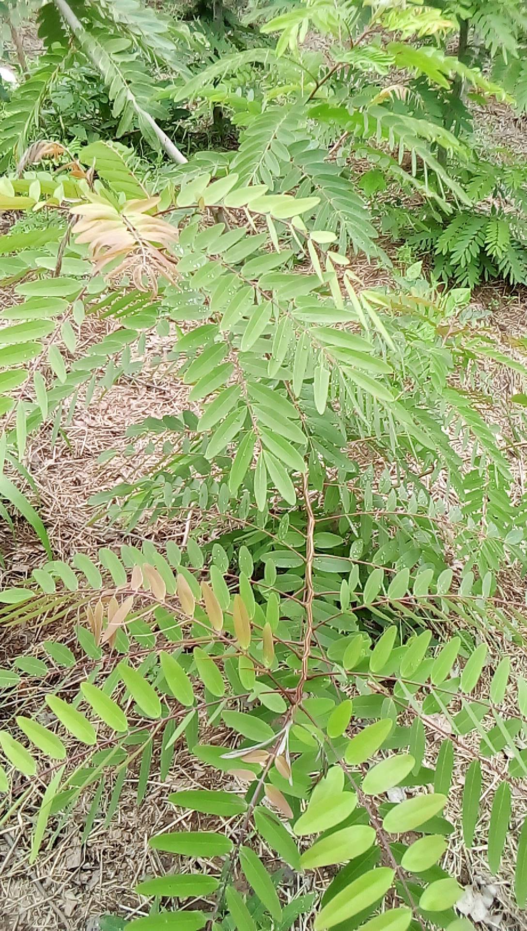 tree