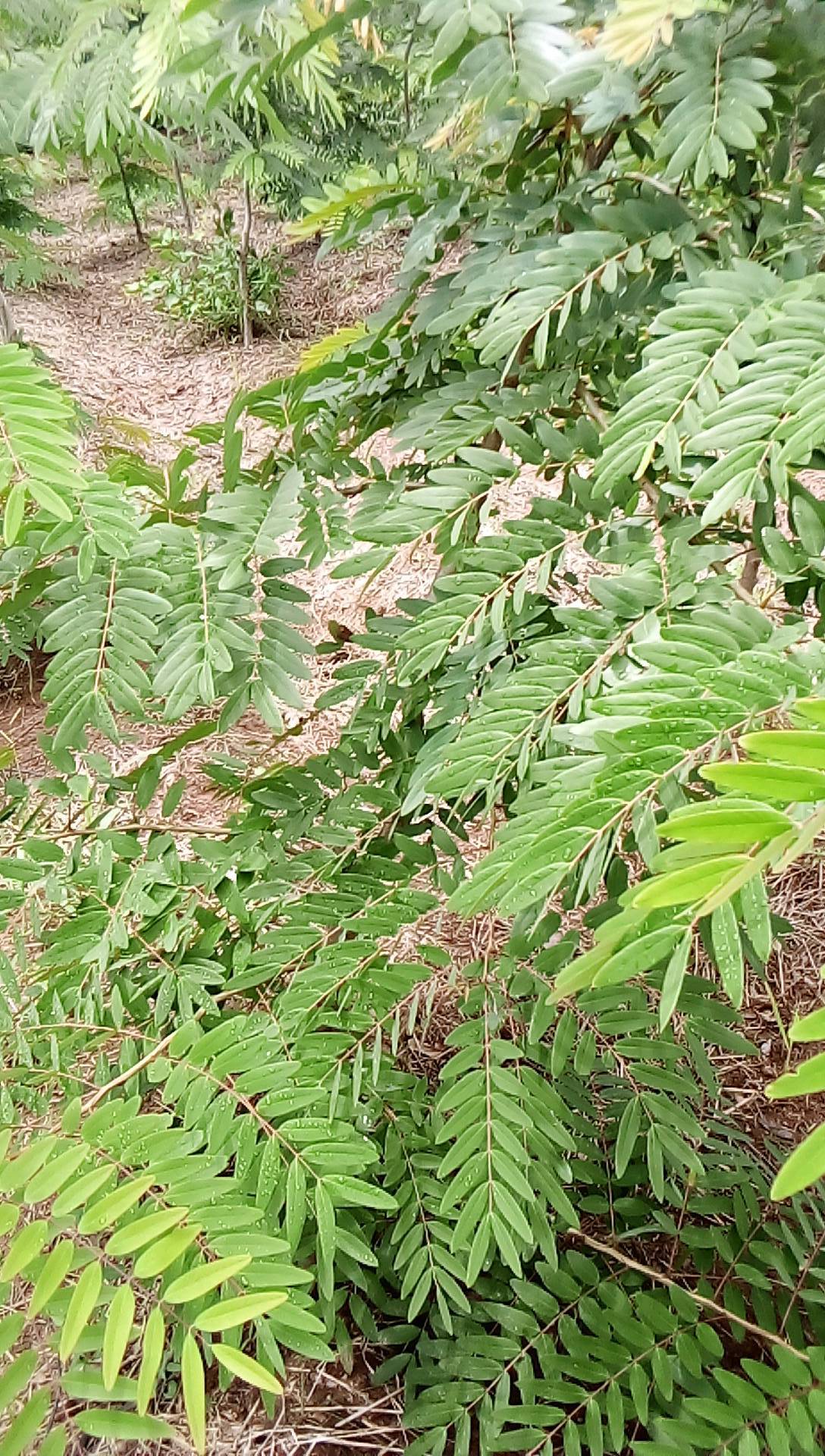 tree