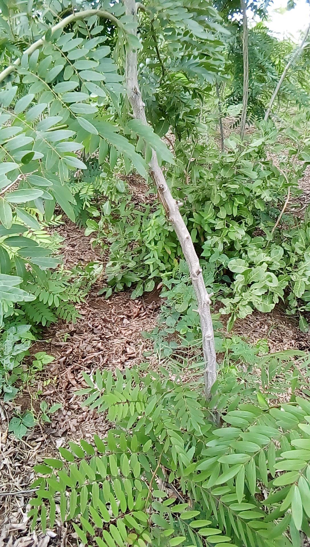 tree