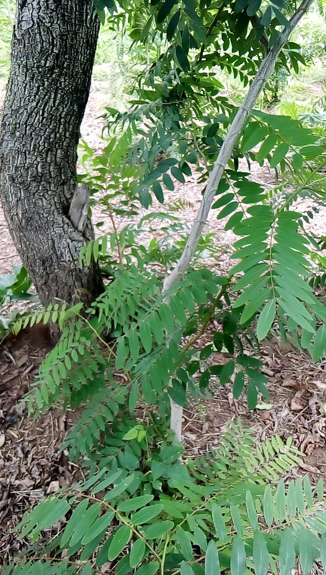 tree