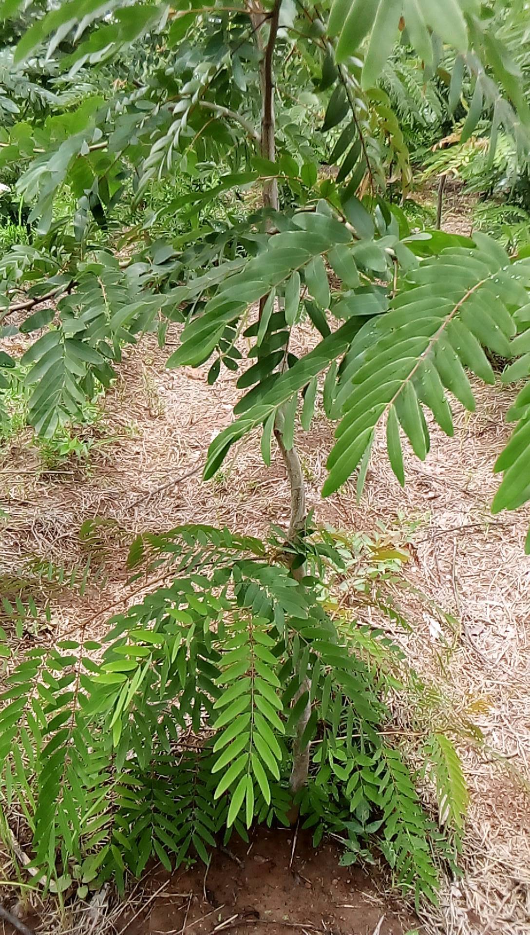 tree