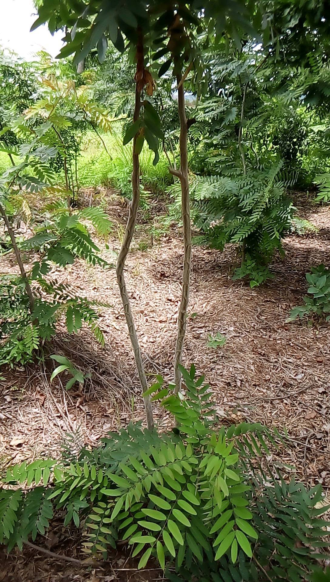tree