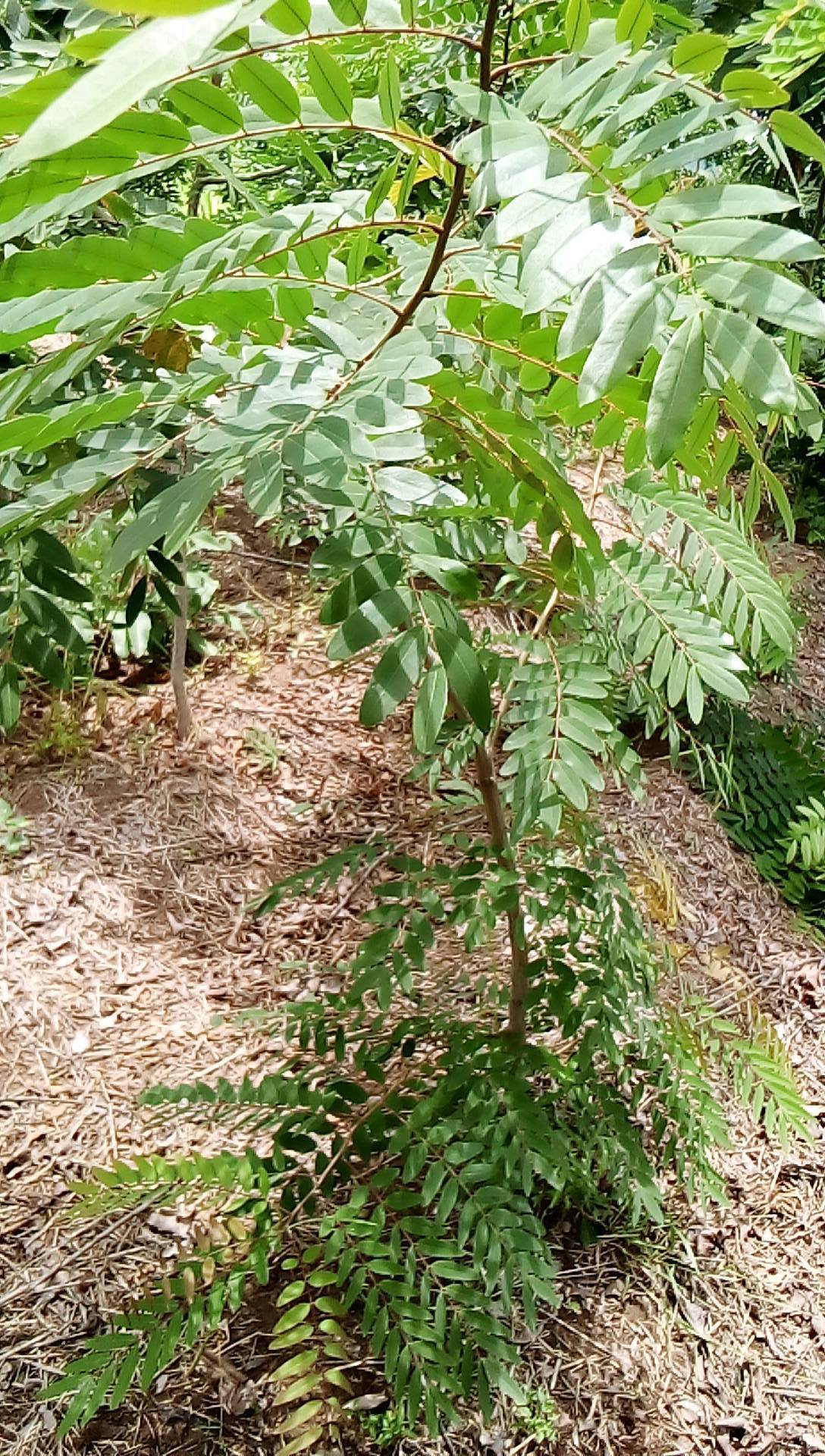tree