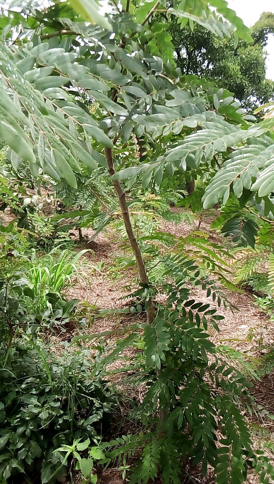 tree