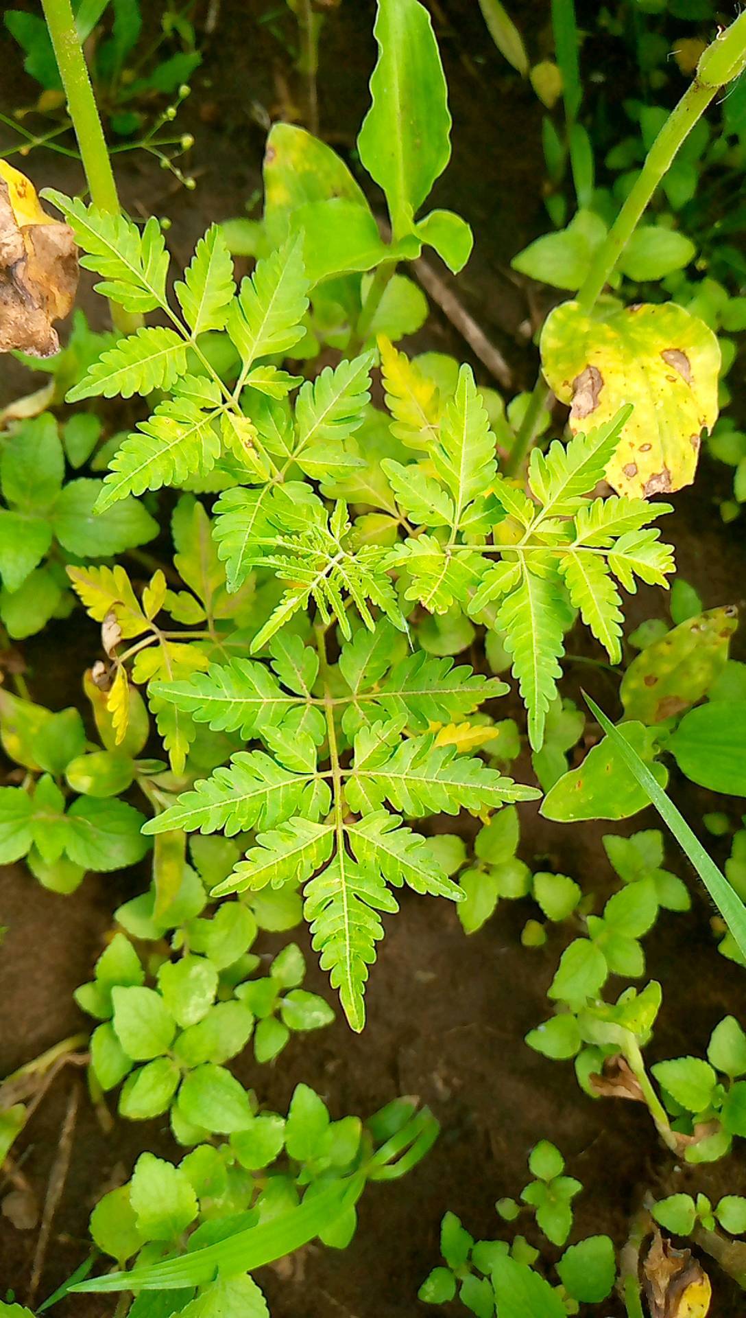 tree