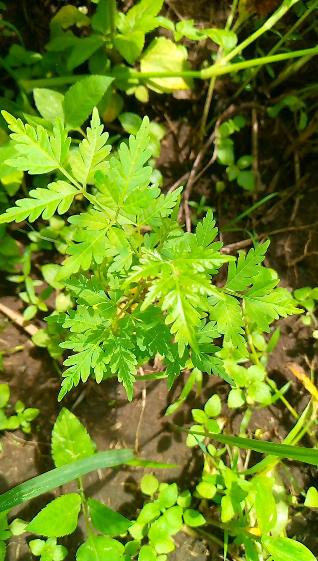 tree